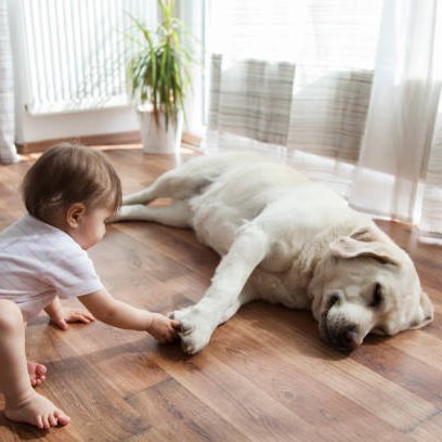 The Top Flooring Options For Pet Owners